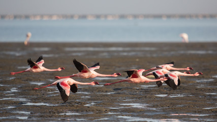 Group of lesser flamingos in flight (Phoeniconaias minor), Walvis bay, Namibia