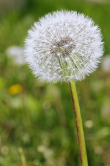 Dandelion with seeds blowing away in the wind