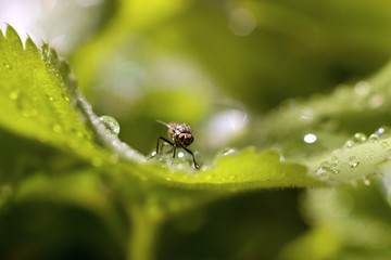 Fototapeta premium Lady's mantle - morning dew on the leaves