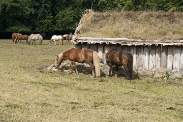 Plakat Horses in the Field
