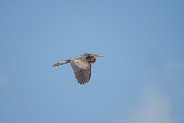 Purple Heron, Ardea purpurea, flying