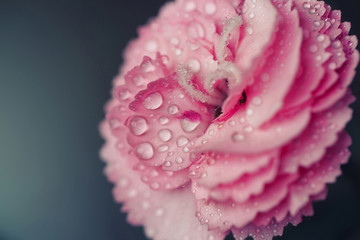 Morning dew on Carnation
