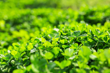 Green background with three-leaved shamrocks.