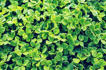 Green background with three-leaved shamrocks.
