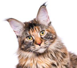 Portrait of domestic tortoiseshell Maine Coon kitten. Fluffy kitty isolated on white background. Close-up studio photo adorable curious young cat looking at camera.