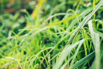 Fresh grass with dew drops close up