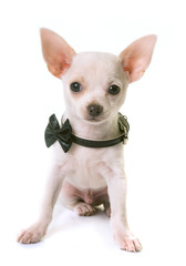 puppy white chihuahua