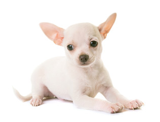 puppy white chihuahua