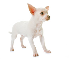 Naklejka premium puppy white chihuahua