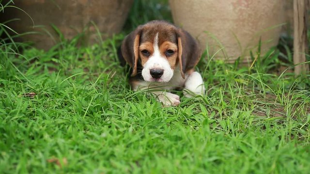 beagle puppy want to sleep