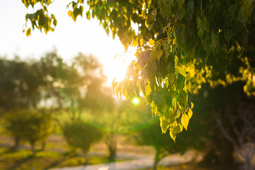 Fresh green leaves on nature framing the sun in the middle and forming rays of light