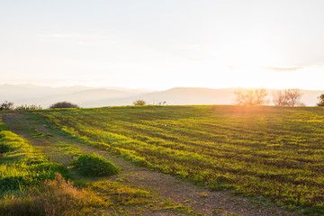 Naklejka premium green rural field at the early morning