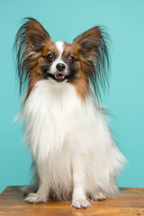 Studio portrait of a small yawning puppy Papillon
