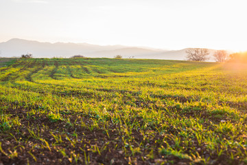 green rural field at the early morning