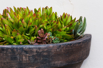Pot of succulents in garden.