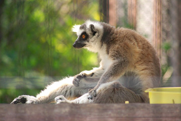 lemurs