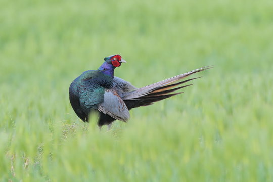 日本の国鳥 Images Browse 22 Stock Photos Vectors And Video Adobe Stock 日本の国鳥 Images Browse 22 Stock Photos Vectors And Video Adobe Stock