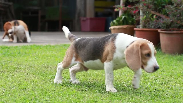 male silver tri color beagle dog alway alert