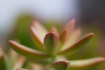 Succulents. Sedum hybrid. Evergreen.