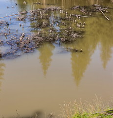 Valley flooded by the river. Natural disaster from mountain river by hydroelectric power station in Romania. Cut branches of trees above the surface of a wide flooded river.