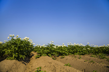 Blooming potato field on a sunny summer day.