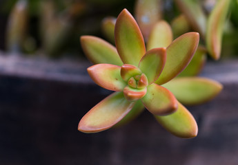 Succulents. Sedum. Hybrid. Evergreen.