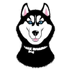 Fototapeta premium Husky Dog