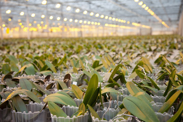 Young orchid plants in huge glass house