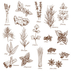 Herbs or spices sketches of lavender and oregano, thyme or rosemary and parsley. Vector seasonings dill or tarragon and cilantro. Flavoring basil or sage, cinnamon and peppermint, anise and cardamom - obrazy, fototapety, plakaty