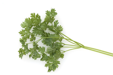 Kerbel; Anthriscus; Cerefolium