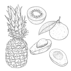Fruits. Hand drawn sketch