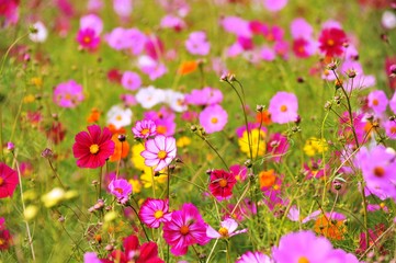 三光のコスモス