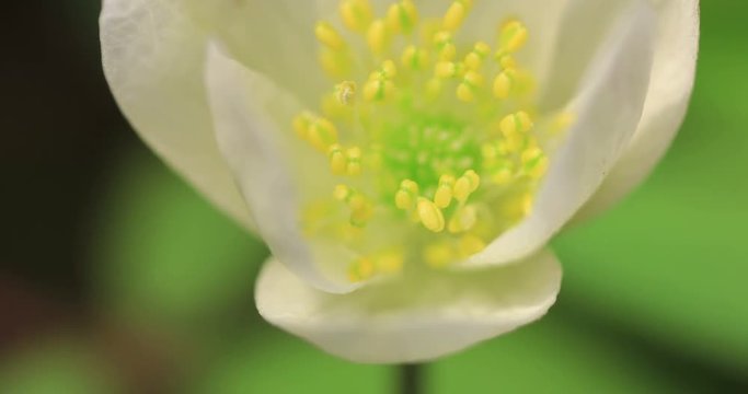 Helleborus Niger Snowdrop Flower Opening Blosssom