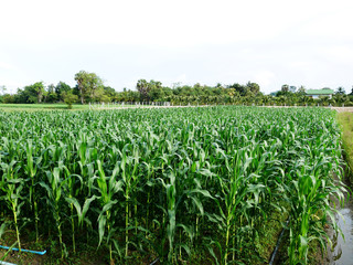 Fototapeta na wymiar Motion of leaf of corn plantation with wind in farming