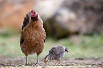 Verwilderte Henne mit Küken auf Kauai, Hawaii, USA.