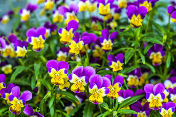 Violet pansy flower in the spring garden