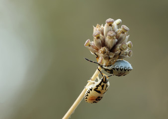 two bugs on the twig