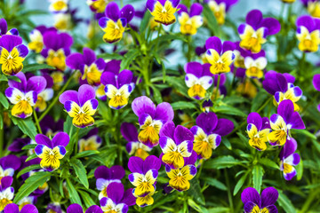 Obraz na płótnie Canvas Violet pansy flower in the spring garden