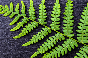 Green leaf texture, fern on black background, sacred geometry in nature, fractal natural pattern