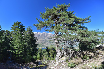 Corsican Laricio pine tree in the mountain slope forested