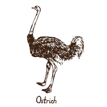 South African ostrich (male) standing, hand drawn doodle, sketch in pop art style, vector illustration