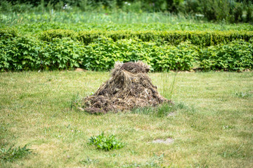 Stack of compost in the garden. Animal dung and straw used for fertilizing land, heap on the grass.