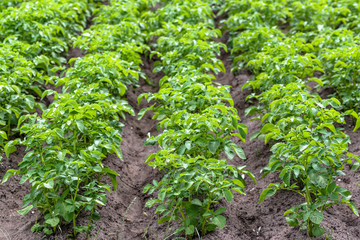 Fototapeta na wymiar Green potato rows on field in the summer, cultivation of potatoes.