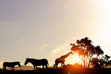 Fototapeta na wymiar Natural Safari landscape in lights of sunset