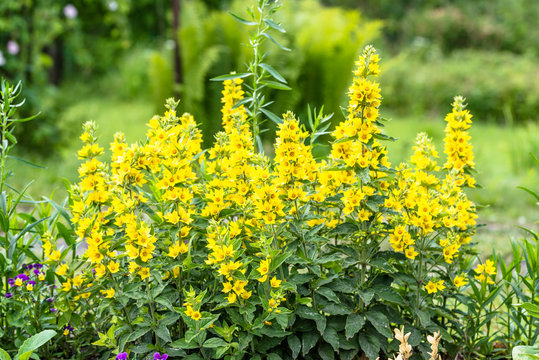 Beautiful summer flowers in the garden - yellow loosestrife, (Lysimachia punctata)