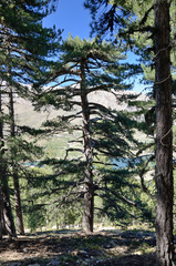 Corsican Laricio pine trees in the mountain slope forested