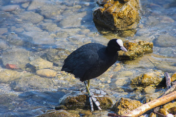 Focha común (Fulica atra) en un lago de suiza