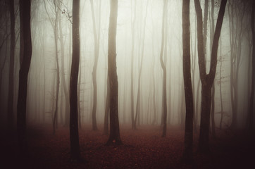misty woods background fantasy forest landscape