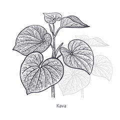 Medical plant Kava.