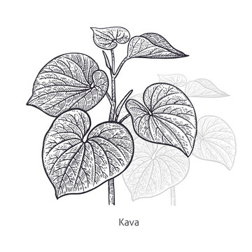 Medical Plant Kava.